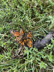 Papilionoidea