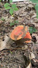 Boletus subvelutipes