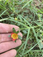 Portulaca