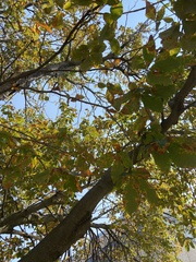 Aesculus × carnea