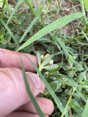Portulaca