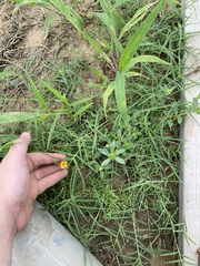 Portulaca