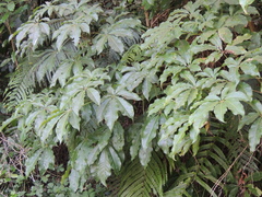 Schefflera digitata