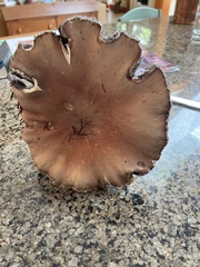 Stropharia rugosoannulata