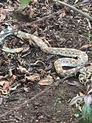 Pituophis deppei