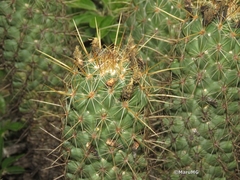 Coryphantha glassii