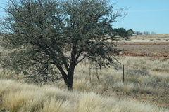 Vachellia erioloba