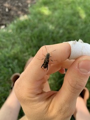 Neoclytus mucronatus