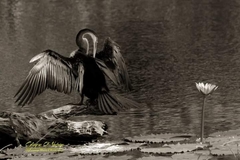 Anhinga melanogaster