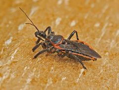 Apiomerus crassipes