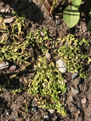 Callitriche palustris