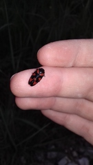 Cercopis vulnerata