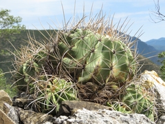 Ferocactus echidne