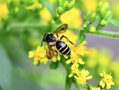 Cnemidandrena