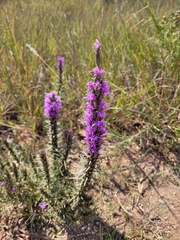 Liatris punctata