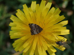 Choreutis betuliperda
