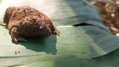 Rhinophrynus dorsalis