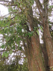 Griselinia littoralis