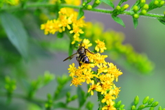Cnemidandrena