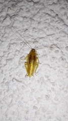 Ectobius vittiventris