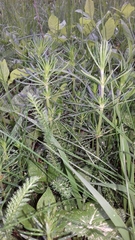 Galium verum