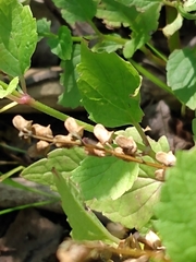 Scutellaria lateriflora