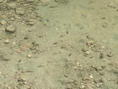 Cyprinodon variegatus