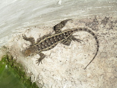 Sceloporus horridus