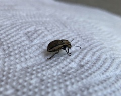 Naupactus peregrinus