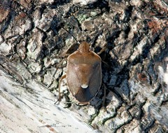 Chlorochroa pinicola