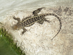 Sceloporus horridus