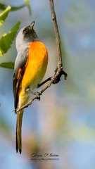 Pericrocotus cinnamomeus