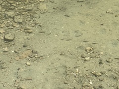 Cyprinodon variegatus