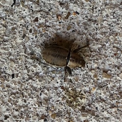 Naupactus peregrinus