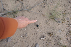 Cysteodemus wislizeni