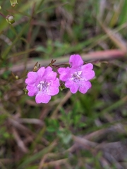 Agalinis decemloba