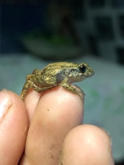 Eleutherodactylus planirostris