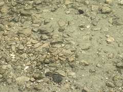 Cyprinodon variegatus