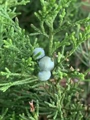 Juniperus