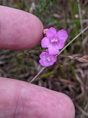 Agalinis decemloba