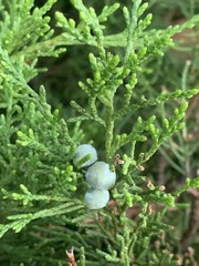 Juniperus