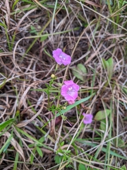 Agalinis decemloba