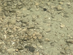 Cyprinodon variegatus