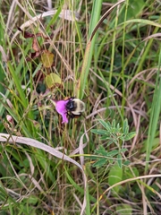 Agalinis decemloba