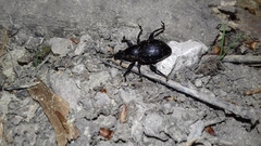 Liparus glabrirostris