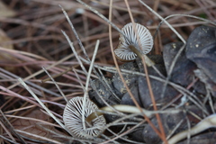 Mycena seynii