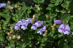 Penstemon ellipticus