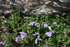 Penstemon ellipticus