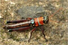 Panamacris magnifica