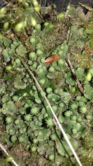 Marchantia polymorpha ruderalis